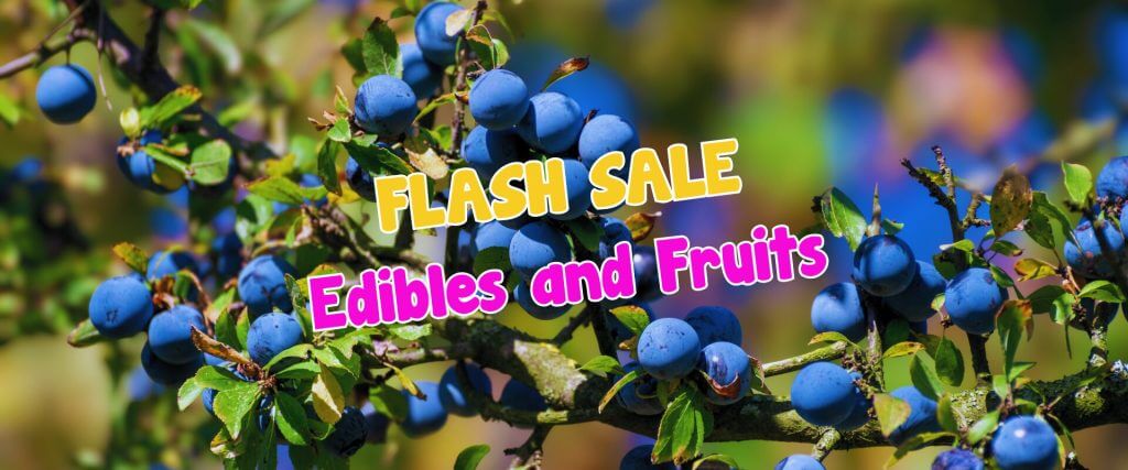 Branches with clusters of blue fruits and green leaves. Text over image reads, "FLASH SALE Edibles and Fruits" in bold, colourful fonts, perfect for a plant auction sale event.