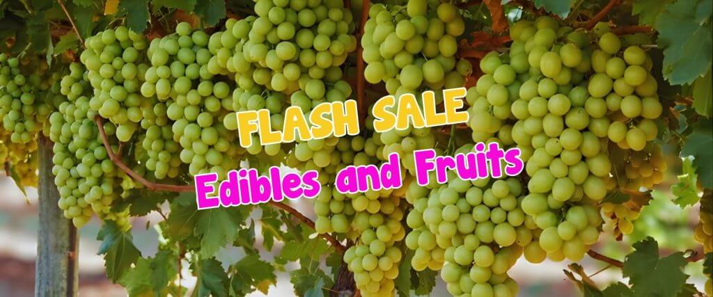 Clusters of green grapes hanging on vines with the words "FLASH SALE Edibles and Fruit" overlaid in colourful text, perfect for a plant auction sale event.