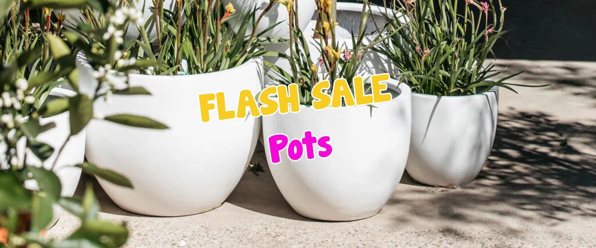White ceramic pots with green plants on a sunny patio. Bold yellow text reads "Flash Sale" and pink text reads "Pots." Don’t miss this exclusive plant auction sale for stylish planters!.