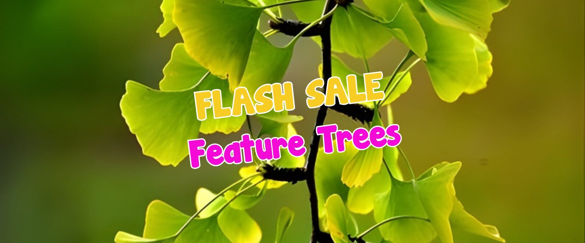 A close-up of green ginkgo leaves with the text "FLASH SALE Feature Trees" in bold, colourful letters overlaid—perfect for highlighting a plant auction sale event.