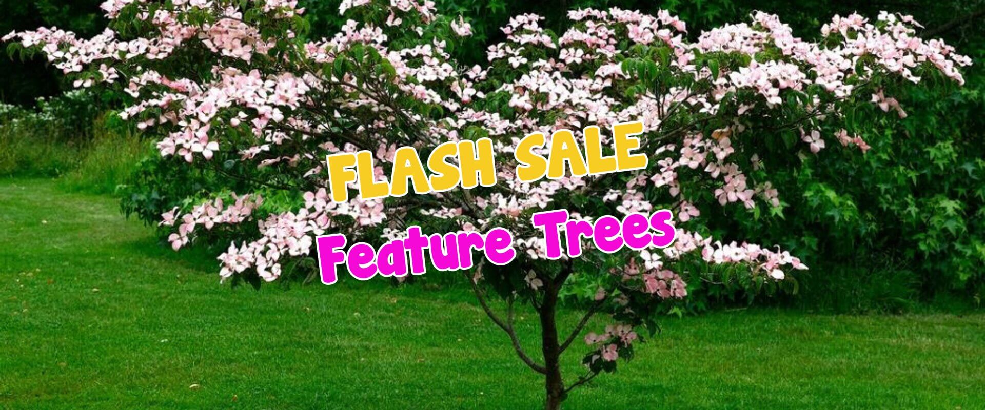A small flowering tree with pink blossoms in a grassy area; "FLASH SALE Feature Trees" text overlaid in yellow and pink fonts, perfect for any plant auction sale event.