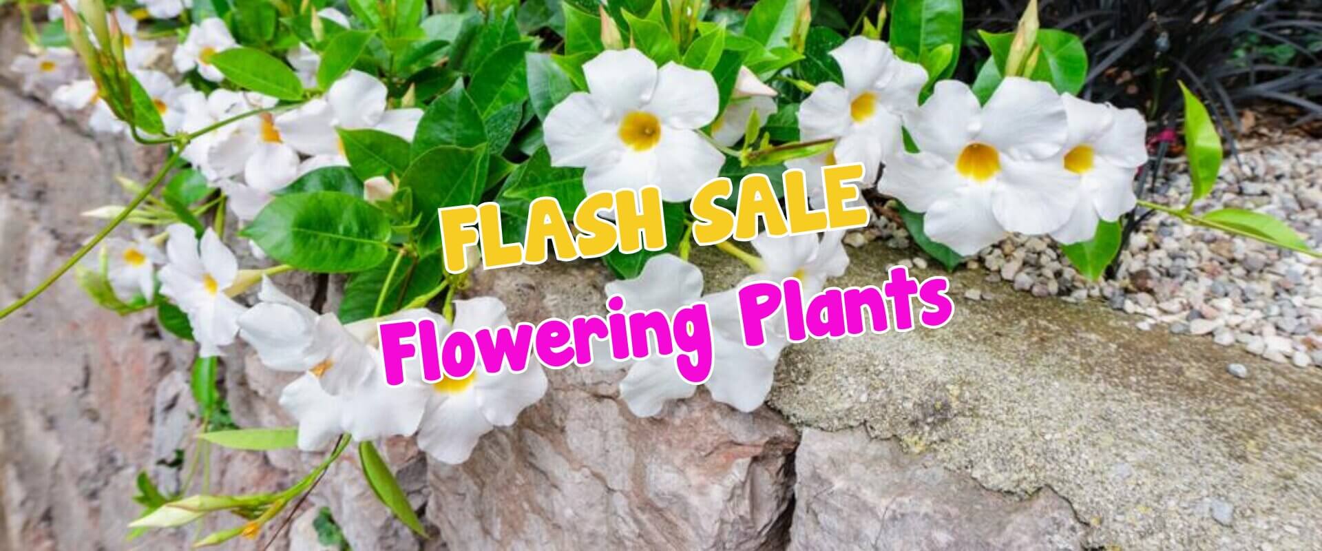 White flowering plants growing along a stone wall with text overlay: "FLASH SALE Plant Auction Sale" in colourful bold letters.