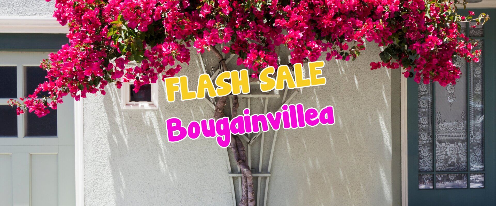Bright pink bougainvillea climbs a light-coloured house wall, with text overlay reading “FLASH SALE Bougainvillea—perfect for your next plant auction sale.”.