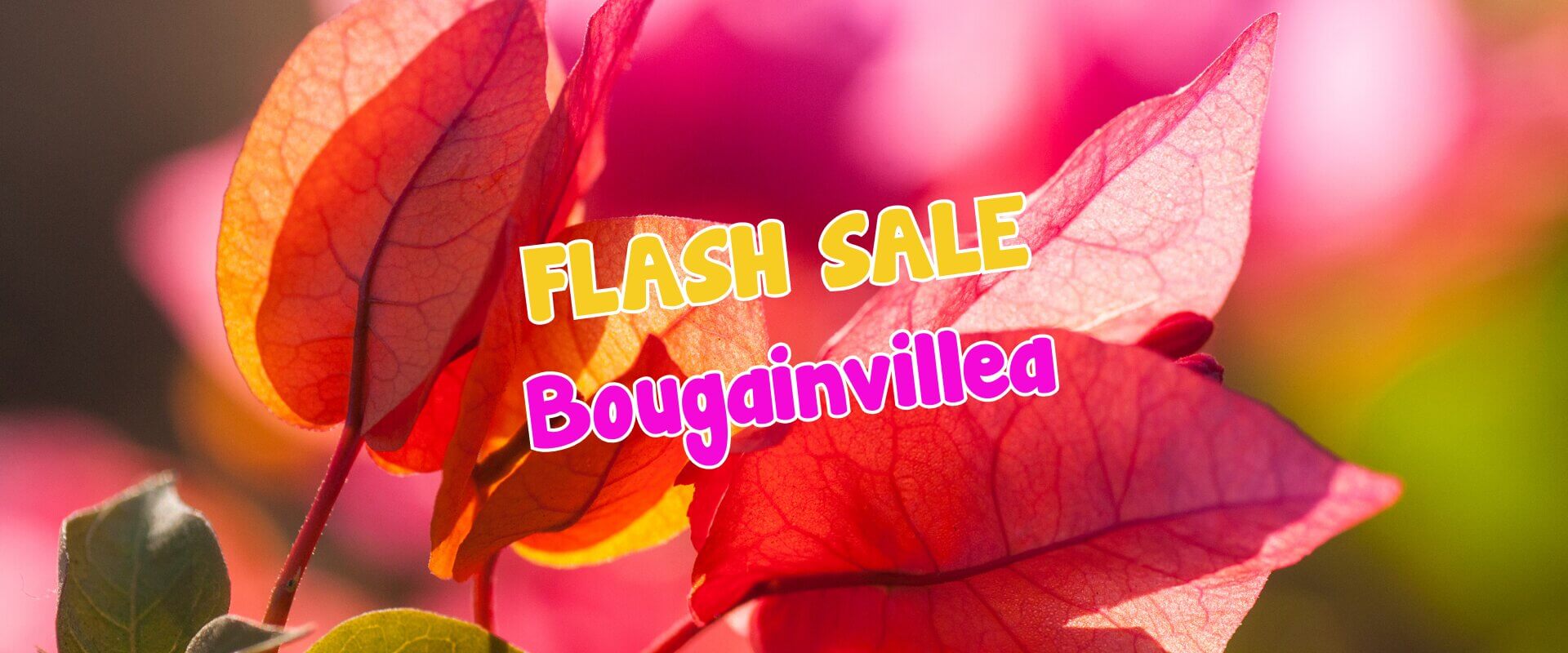 Close-up of bougainvillea flowers with text overlay reading "FLASH SALE Bougainvillea" in colourful letters, perfect for a plant auction sale.