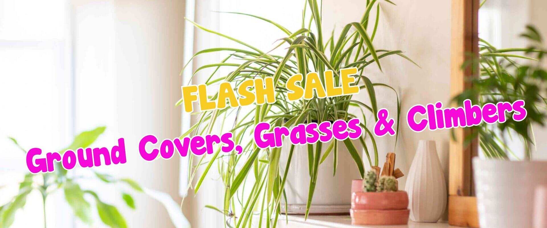 Indoor plants on a shelf with text overlay: "FLASH SALE Ground Covers, Grasses & Climbers—plus plant auction sale!" in yellow and pink letters.