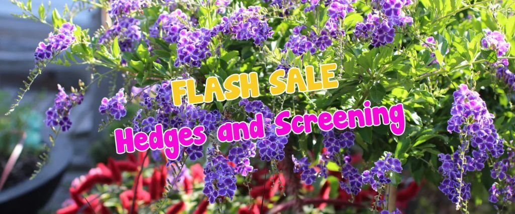 Purple flowers with green leaves in sunlight, overlaid with text reading "FLASH SALE Hedges and Screening" in yellow and pink letters—don't miss this exclusive plant auction sale!.