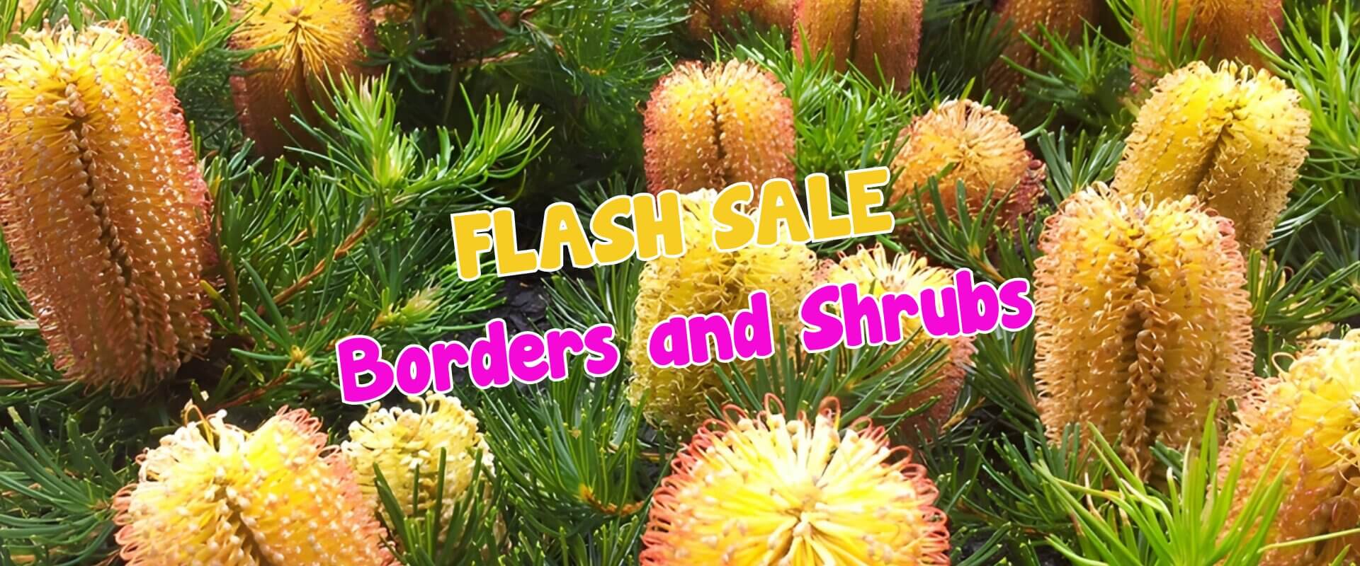 Yellow and orange flowering shrubs with green foliage, overlaid with the text "FLASH SALE Borders and Shrubs" in bold white, yellow, and pink letters—perfect for a plant auction sale event.