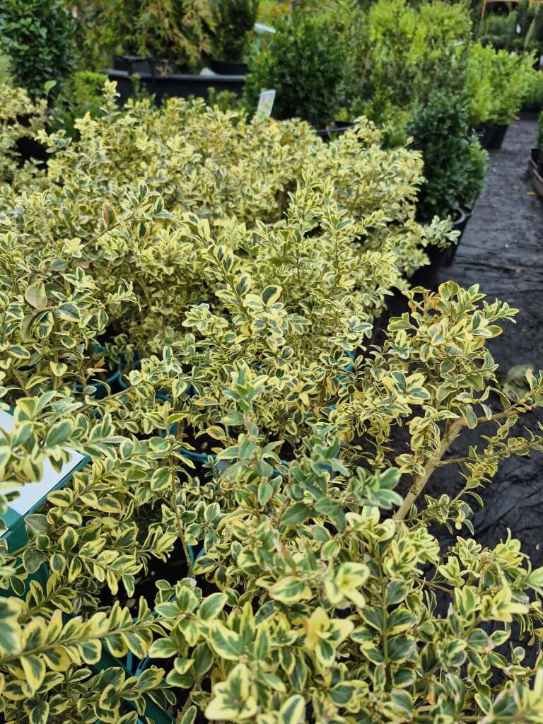 Variegated shrubs with green and yellow leaves are arranged in pots at an outdoor garden centre, ready for the Plants Clearance Sale.