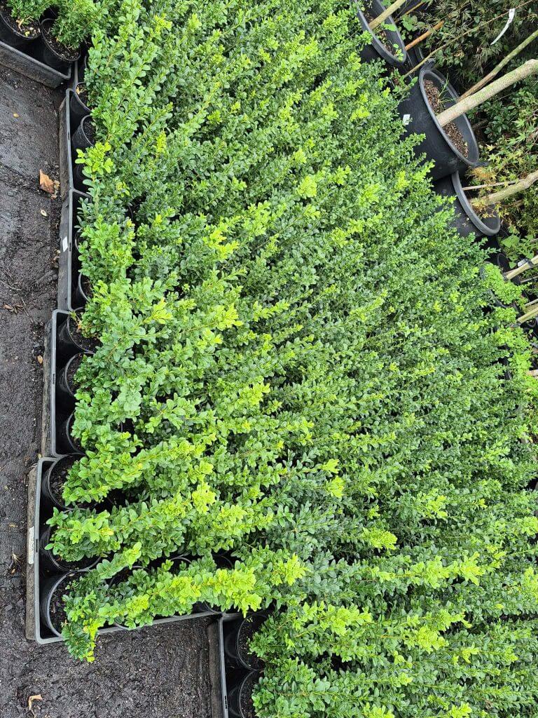 Rows of potted green shrubs with upright growth sit close together on a dirt ground, viewed from above—perfect picks for our Plants Clearance Sale.