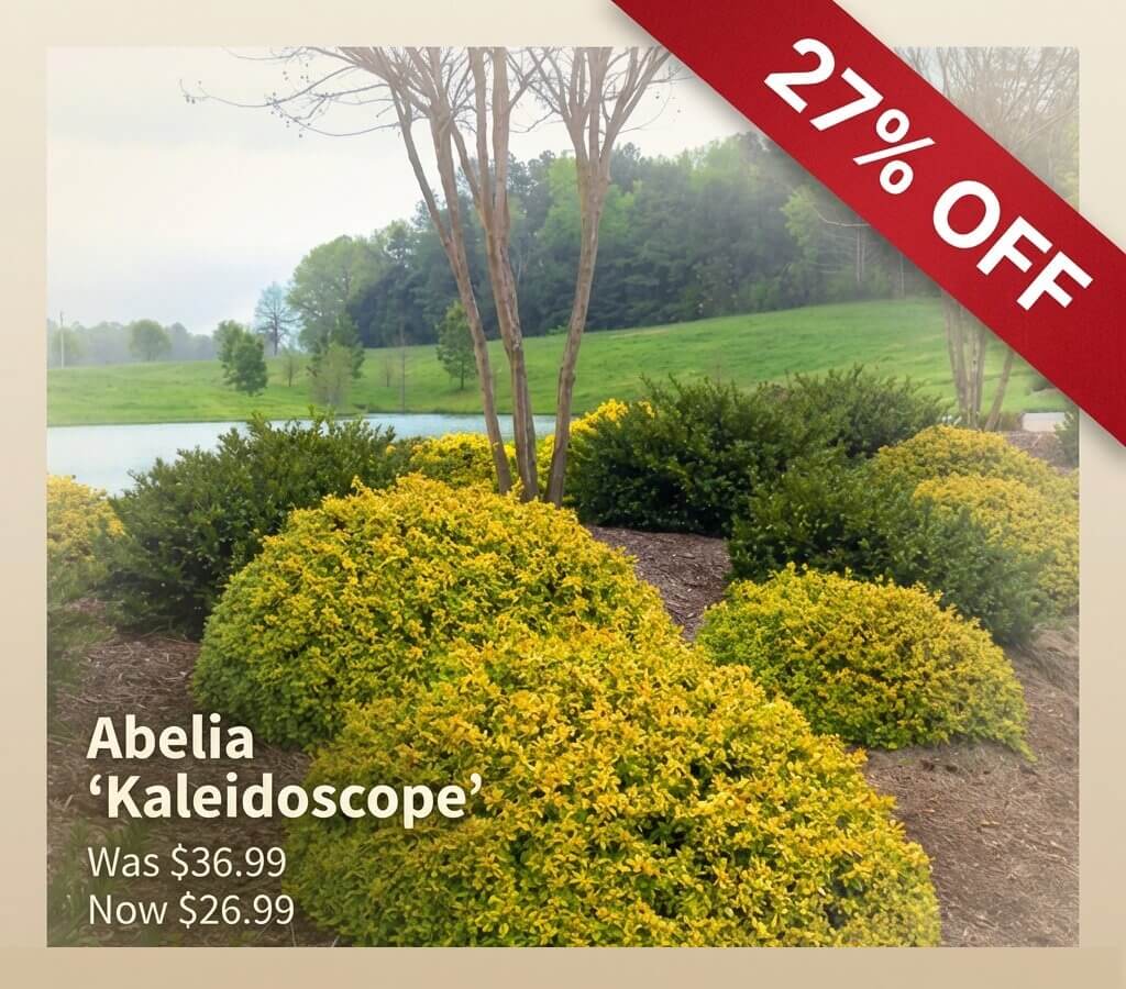 Bushes of Abelia ‘Kaleidoscope’ in a landscaped outdoor setting with a 27% off banner—now just £26.99, down from £36.99. A Japanese Garden Exclusive offer!.