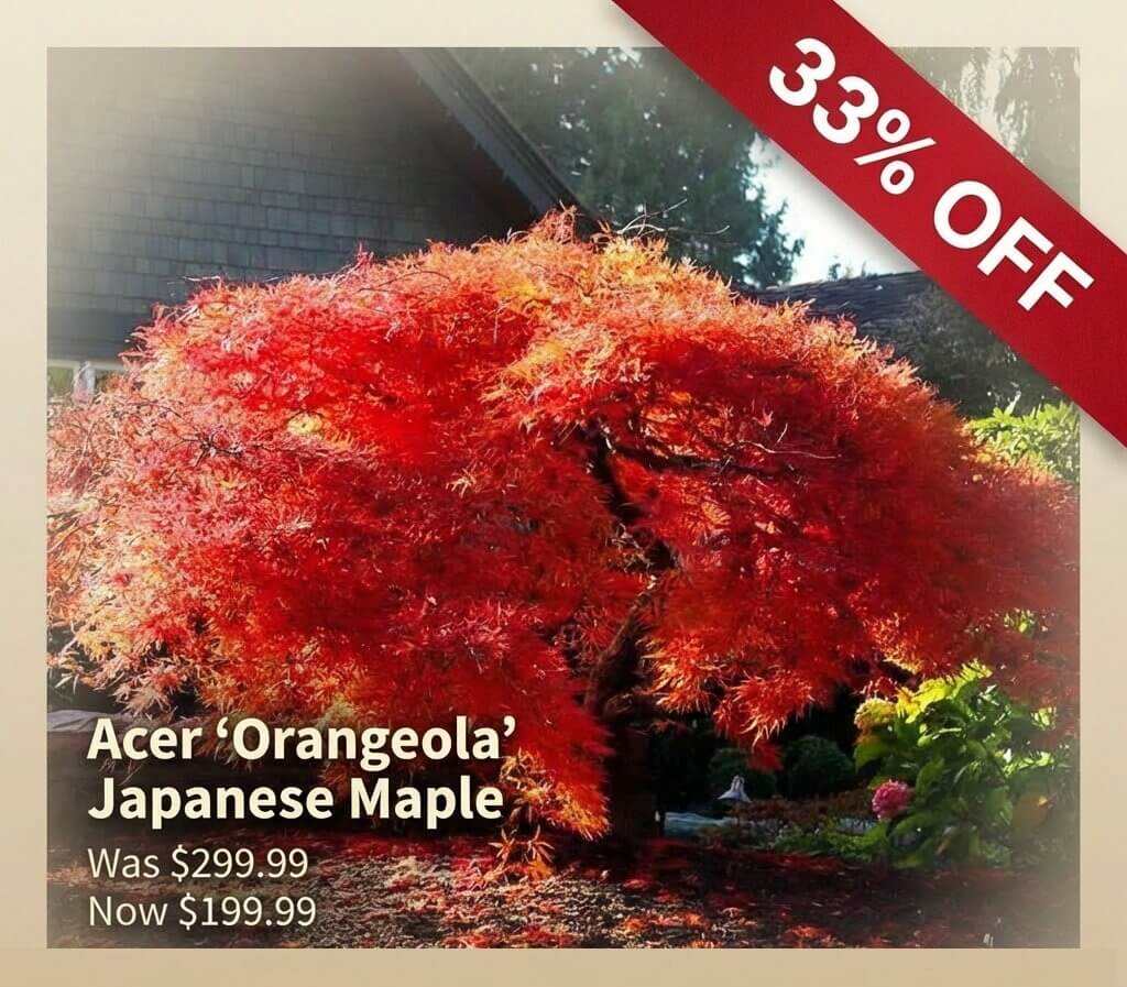 Acer 'Orangeola' Japanese Maple with bright orange-red foliage, featured as a Japanese Garden Exclusive—now 33% off at just £199.99, reduced from £299.99.