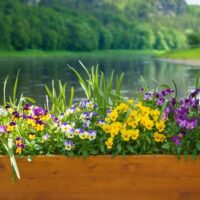 Annuals & Potted Colour