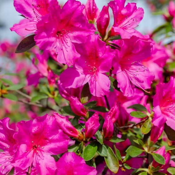 Bright pink azalea flowers in full bloom with green leaves, photographed outdoors in natural light.