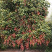 A tree with dense green foliage and clusters of small red berries, with many berries scattered on the ground around its trunk.