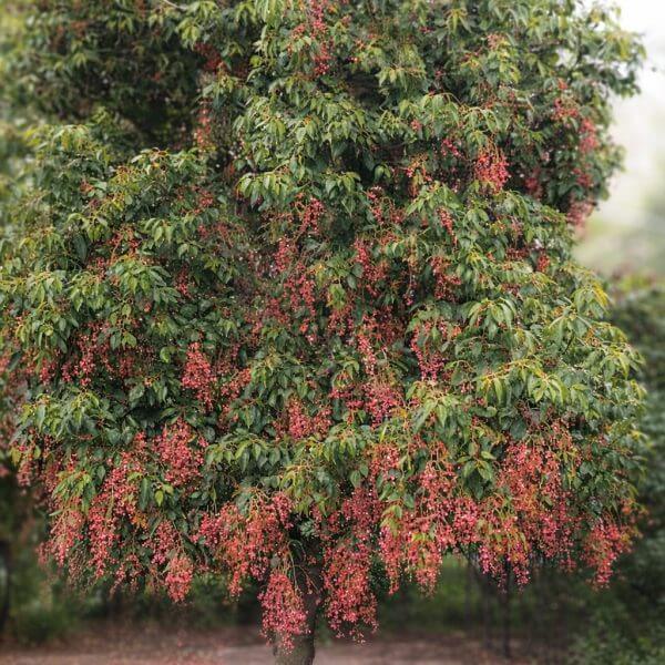 A tree with dense green foliage and clusters of small red berries, with many berries scattered on the ground around its trunk.
