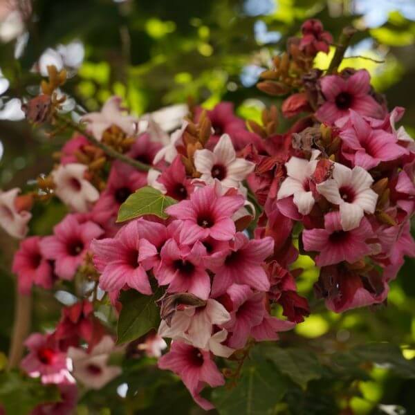 A cluster of pink and white trumpet-shaped flowers with dark centres, surrounded by green leaves, photographed outdoors in natural light.