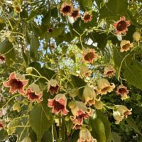 Rare & Unusual Plants