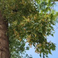 Rare & Unusual Trees