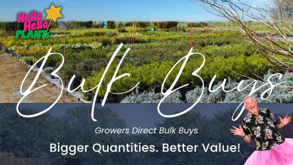 Rows of plants in a nursery with text overlay reading “Bulk Plant Purchase: Growers Direct Bulk Buys—Larger Quantities. Better Value!” plus a logo and person in the corners.