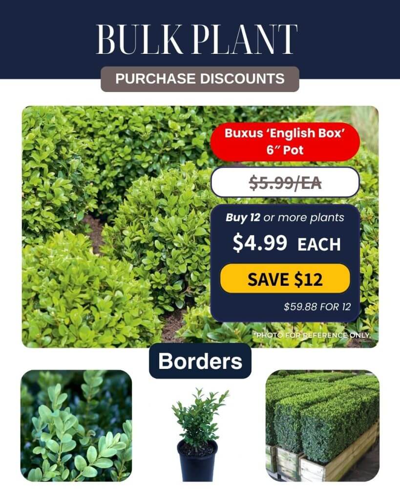 Promotional image highlighting Bulk Plant Purchase discounts on Buxus 'English Box' 15cm pots, featuring plant photos, the new price, and inspiring border landscaping examples.