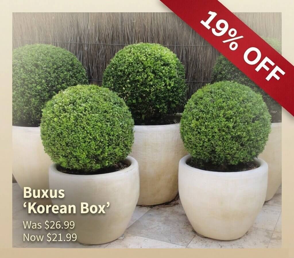 Several round, green boxwood shrubs in white pots are displayed with a red banner showing "19% OFF" and sale price reduction from £26.99 to £21.99 for Buxus ‘Korean Box’—a Japanese Garden Exclusive.