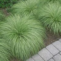 Several clumps of ornamental grass grow beside a paved stone path, bordered by mulch and green plants in the background.