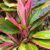 A close-up of a plant with green leaves accented by prominent pink streaks and edges, against a blurred background.