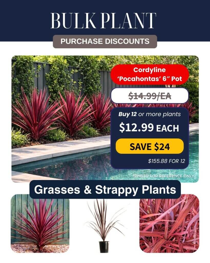 Promotional leaflet for Cordyline 'Pocahontas' 15cm pots, featuring Bulk Plant Purchase discounts. Includes poolside and potted plant images, labelled "Grasses & Strappy Plants." Perfect for stylish landscapes or container gardens.
