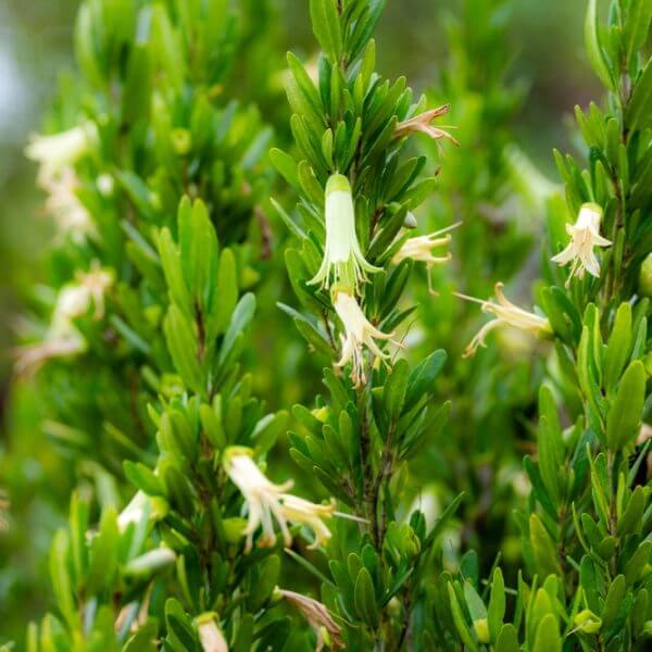 Close-up of dense green foliage with several small, tubular, pale yellow flowers growing among the leaves.