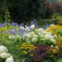 Cottage Perennials & Annuals