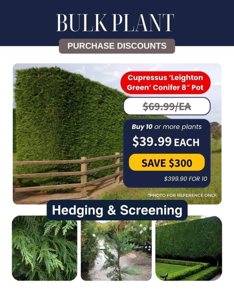 Green conifer hedge behind a wooden fence, with promotional text advertising bulk discounts and Bulk Plant Purchase options on Cupressus ‘Leighton Green’ plants for hedging and screening.