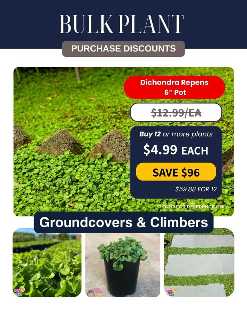 Promotional leaflet for Dichondra Repens groundcover plant, showcasing a Bulk Plant Purchase deal: just £4.99 each when you buy 12 or more 15cm pots. Includes reference photos of the lush, vibrant plant.