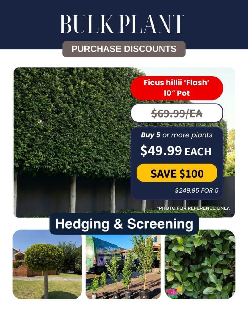 Promotional graphic for Bulk Plant Purchase discounts featuring Ficus hilli 'Flash' in 25cm pots, priced at £49.99 each for 5 or more, with hedging and screening options shown.