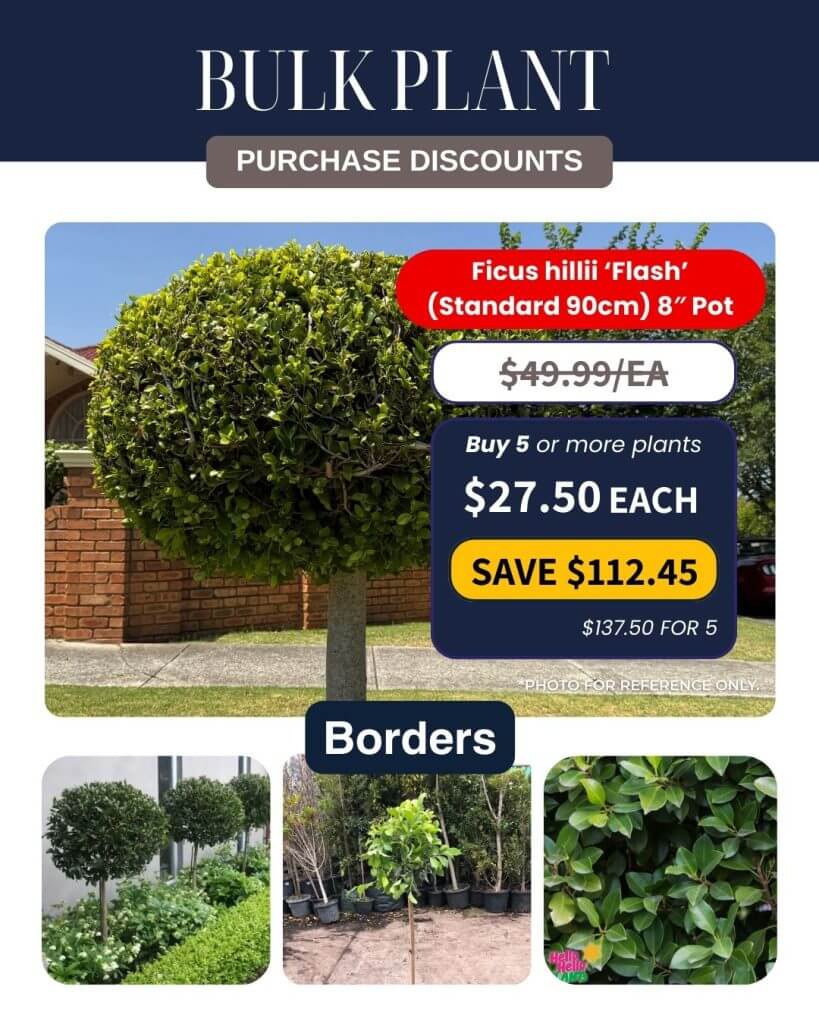 Promotional flyer for Ficus hillii ‘Flash’ in 20cm pots featuring Bulk Plant Purchase discounts, with images of neatly trimmed, potted trees ideal for borders.