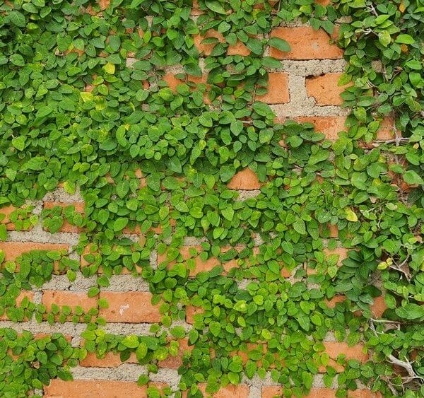 Green vines growing across an orange brick wall, partially covering the surface with dense clusters of leaves.
