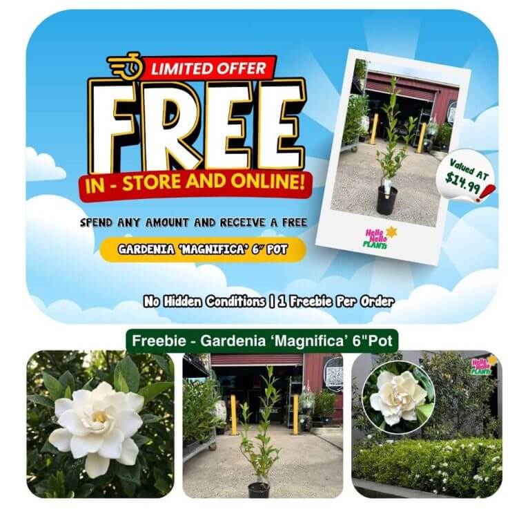 Promotional image from Plant Nursery advertising a free Gardenia 'Magnifica' 15cm pot with any purchase, available in-store and online starting 18 March 2026. Includes photos of the plant and its beautiful flower.