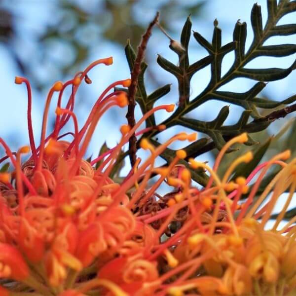 Close-up of bright orange and yellow grevillea flowers with green, fern-like leaves against a blue sky background.