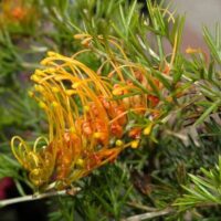 Close-up of Grevillea tenuiloba 'Amber' Grafted Standard in a 12" pot, featuring spiky green foliage and elongated yellow-orange, curved flowers.