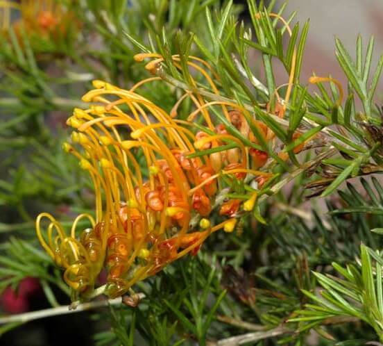 Close-up of Grevillea tenuiloba 'Amber' Grafted Standard in a 12" pot, featuring spiky green foliage and elongated yellow-orange, curved flowers.