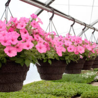 Hanging Baskets