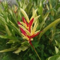 A close-up of a Heliconia 'Lady Di' in an 8" pot, featuring its vibrant yellow and red bracts surrounded by lush green leaves and foliage.