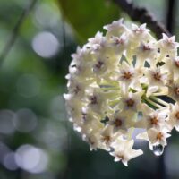 Cluster of star-shaped white flowers with pink centres, some petals holding water droplets, set against a blurred green and white background.