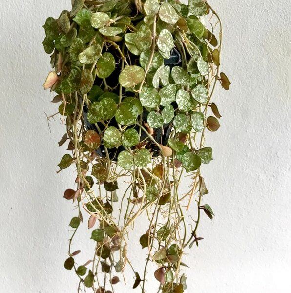 A Hoya curtsii 5" hanging basket with trailing vines of small, round green leaves is displayed against a plain white wall.