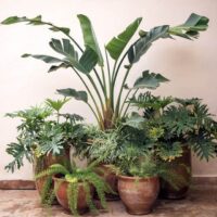 Indoor Plants