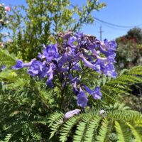 Cluster of purple jacaranda flowers with green fern-like leaves in sunlight, with trees and a clear blue sky in the background.