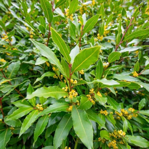 Close-up of bay laurel shrub with glossy green leaves and small yellow flower clusters.