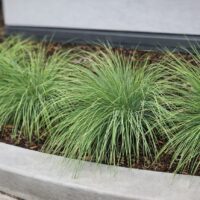 Ornamental grass plants growing in a row along a curved concrete border, surrounded by mulch.
