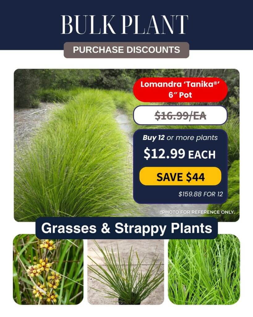 Promotional image for Lomandra 'Tanika' grass plants, highlighting Bulk Plant Purchase discounts and photos of lush, green strappy-leaved plants.