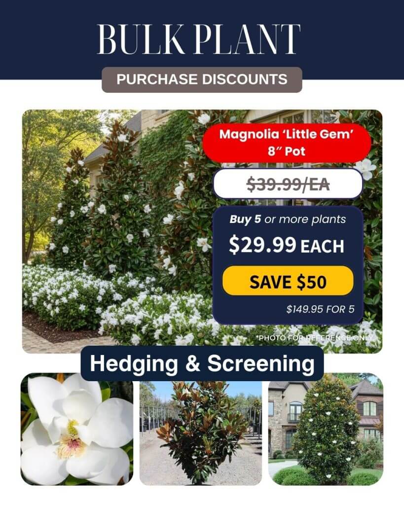 Collage showing Magnolia ‘Little Gem’ plants used for hedging, with Bulk Plant Purchase discounts advertised and close-up images of the flowers and foliage.