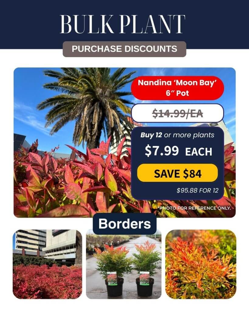 Promotional flyer featuring Nandina 'Moon Bay' 15cm pots on sale for £7.99 each, with Bulk Plant Purchase discounts, vibrant plant images, and urban landscaping backgrounds.
